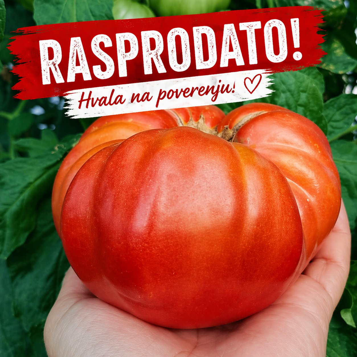 Jabučar RASPRODATO