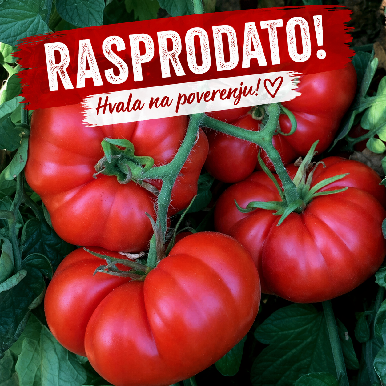 Pogačar RASPRODATO