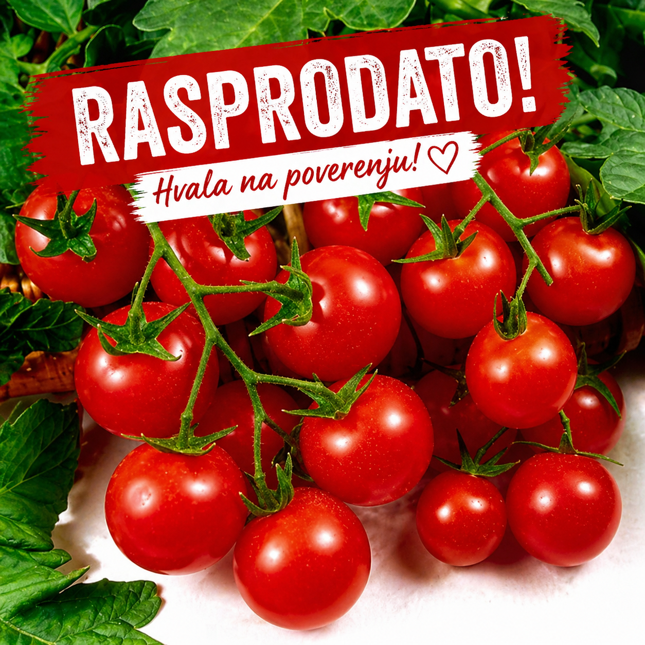 Čeri Crveni RASPRODATO