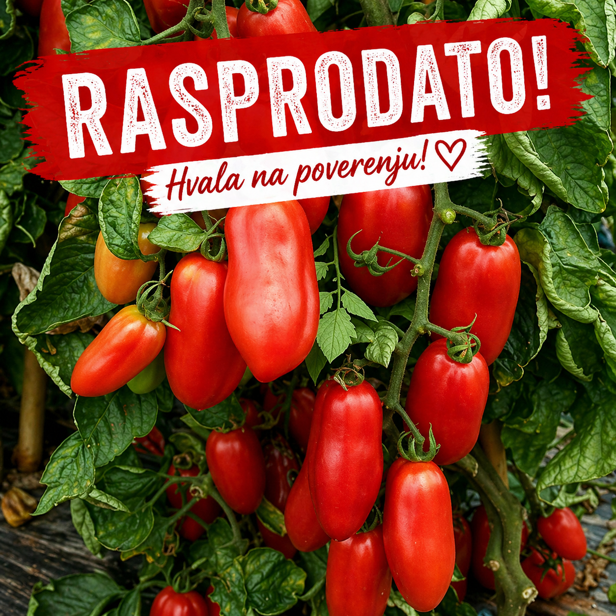 San Marzano RASPRODATO