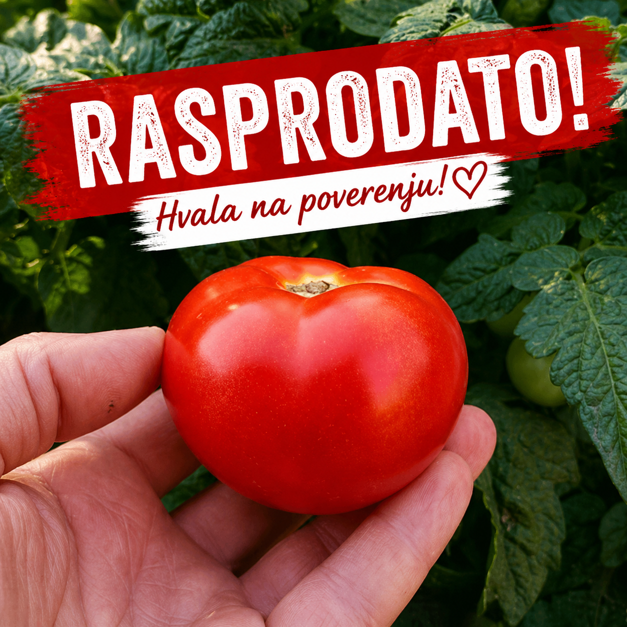 Kukuruzar RASPRODATO
