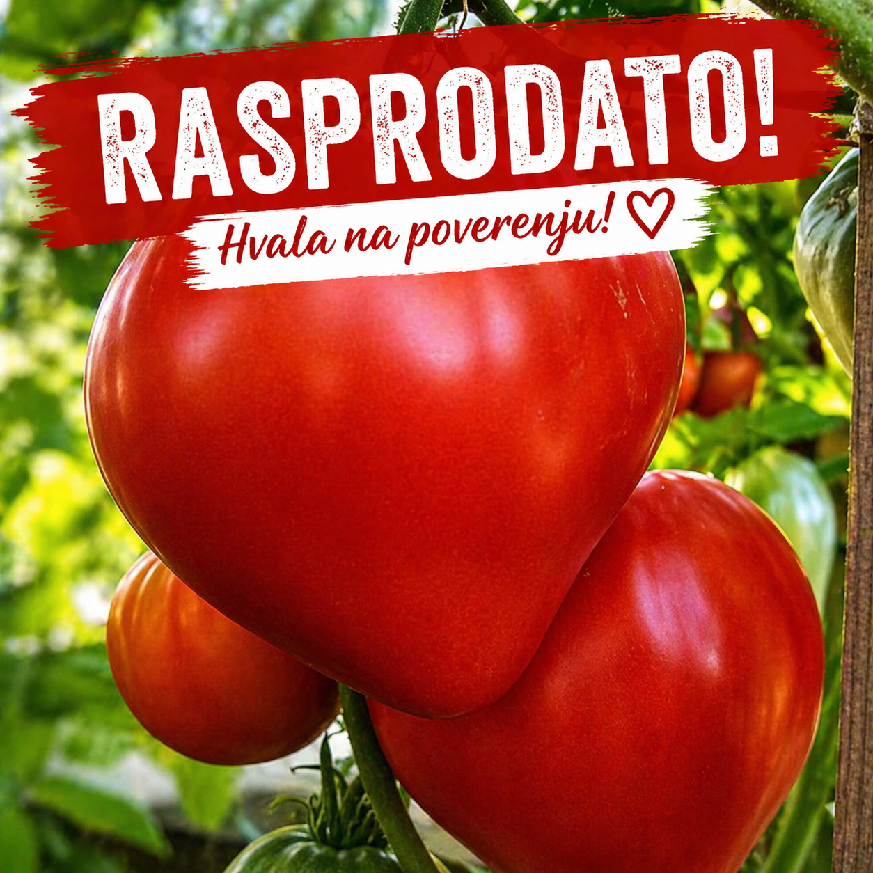 Volovsko Srce RASPRODATO
